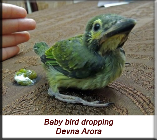 Devna Arora - Baby bird droppings